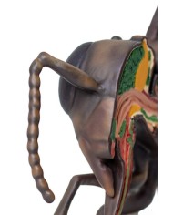 Modello di ape operaia ingrandito 25 volte 3 parti A mellisica Erler Z