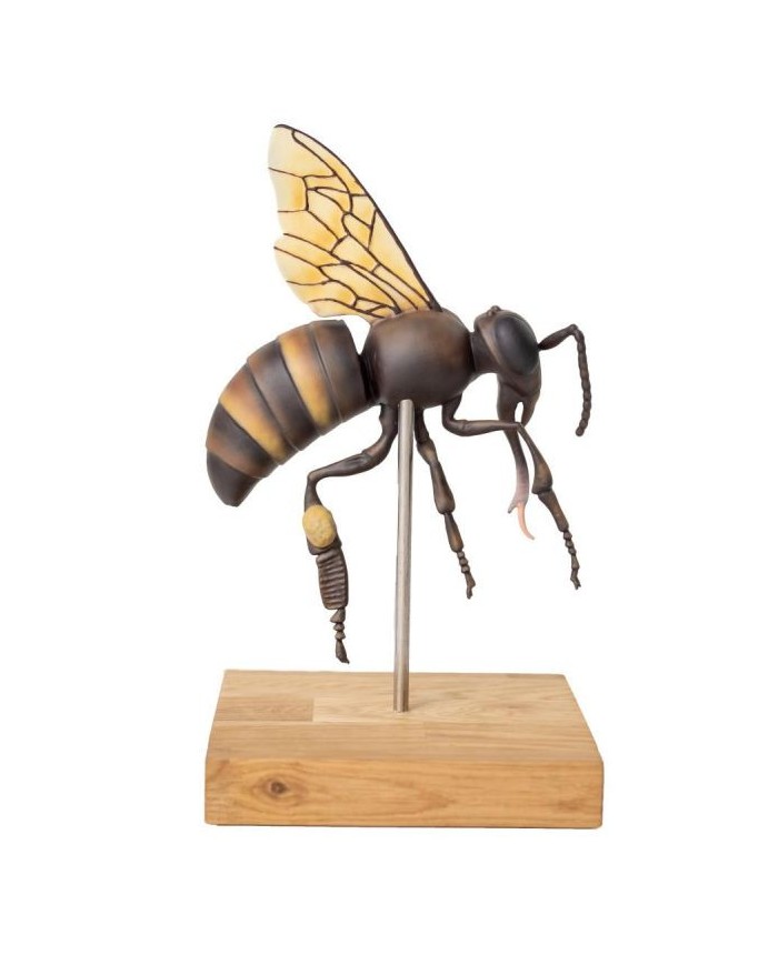 Modello di ape operaia ingrandito 25 volte 3 parti A mellisica Erler Z