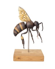 Modello di ape operaia ingrandito 25 volte 3 parti A mellisica Erler Z