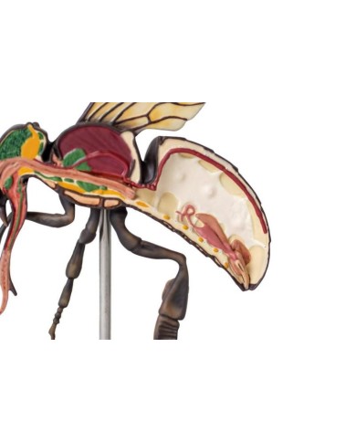 Modello di ape operaia ingrandito 25 volte 3 parti A mellisica Erler Z