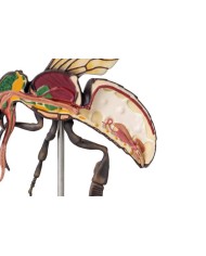 Modello di ape operaia ingrandito 25 volte 3 parti A mellisica Erler Z