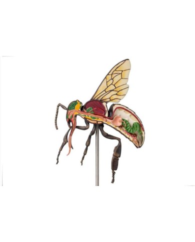 Modello di ape operaia ingrandito 25 volte 3 parti A mellisica Erler Z