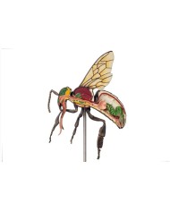 Modello di ape operaia ingrandito 25 volte 3 parti A mellisica Erler Z