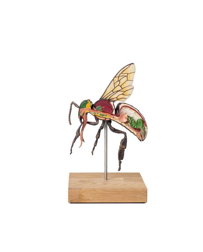 Modello di ape operaia ingrandito 25 volte 3 parti A mellisica Erler Z