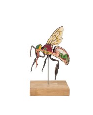 Modello di ape operaia ingrandito 25 volte 3 parti A mellisica Erler Z