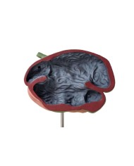 Modello di stomaco di pecora 2 parti 1 3 dimensione naturale Erler Zimmer