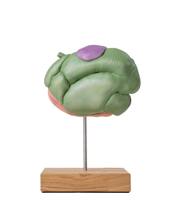 Modello di stomaco di pecora 2 parti 1 3 dimensione naturale Erler Zimmer