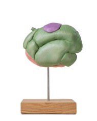 Modello di stomaco di pecora 2 parti 1 3 dimensione naturale Erler Zimmer