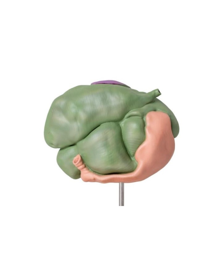 Modello di stomaco di pecora 2 parti 1 3 dimensione naturale Erler Zimmer