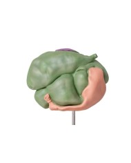 Modello di stomaco di pecora 2 parti 1 3 dimensione naturale Erler Zimmer