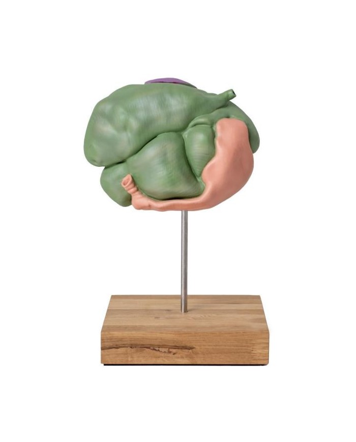 Modello di stomaco di pecora 2 parti 1 3 dimensione naturale Erler Zimmer