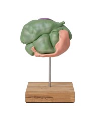 Modello di stomaco di pecora 2 parti 1 3 dimensione naturale Erler Zimmer