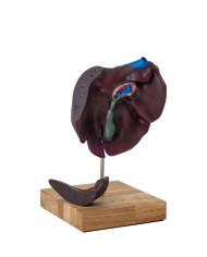 Modello comparativo della struttura del fegato di suini bovini e cavalli E