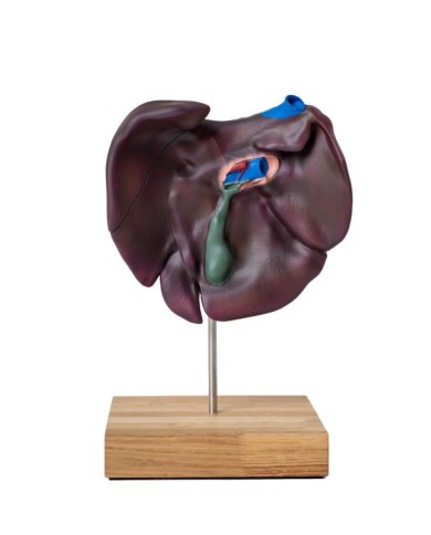 Modello comparativo della struttura del fegato di suini bovini e cavalli E Modello comparativo della struttura del fegato di suini bovini e cavalli E