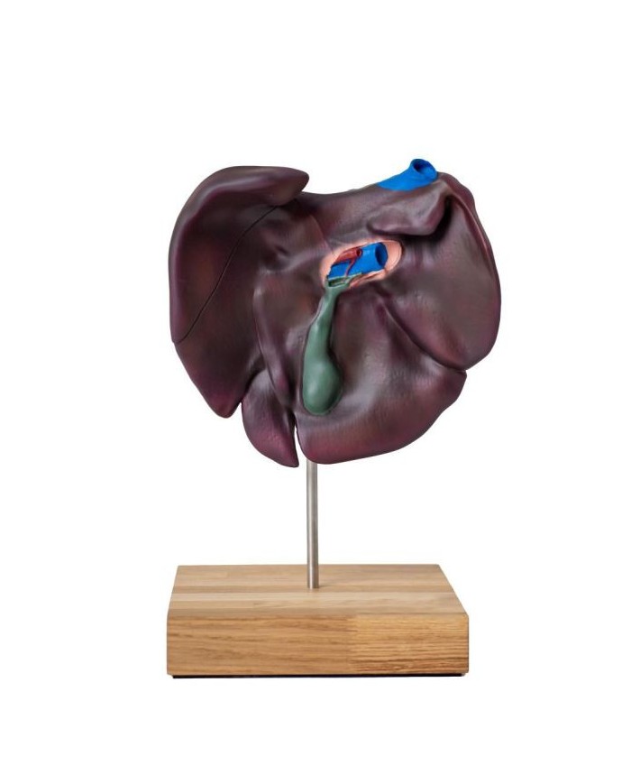Modello comparativo della struttura del fegato di suini bovini e cavalli E
