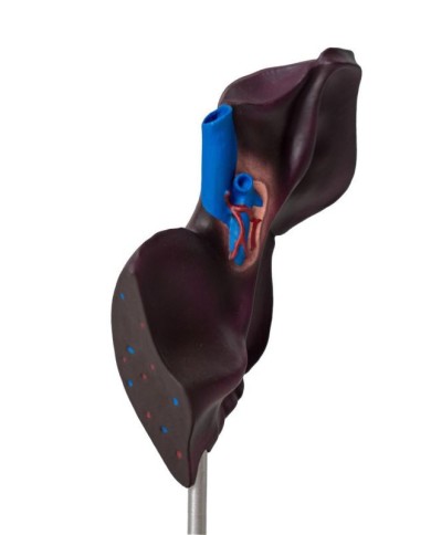 Modello comparativo della struttura del fegato di suini bovini e cavalli E