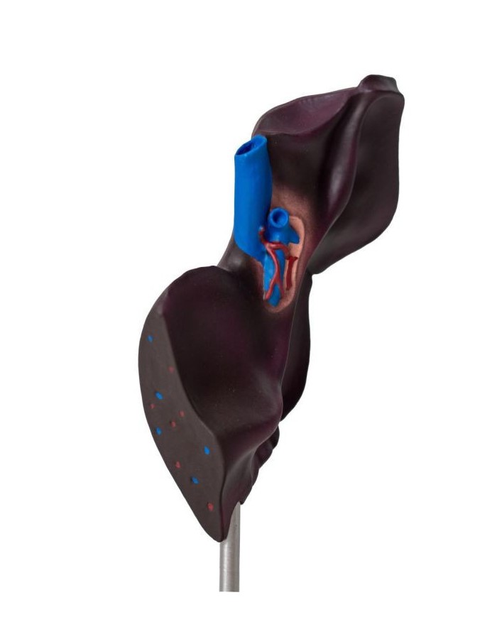 Modello comparativo della struttura del fegato di suini bovini e cavalli E