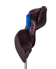 Modello comparativo della struttura del fegato di suini bovini e cavalli E