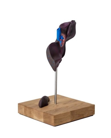 Modello comparativo della struttura del fegato di suini bovini e cavalli E