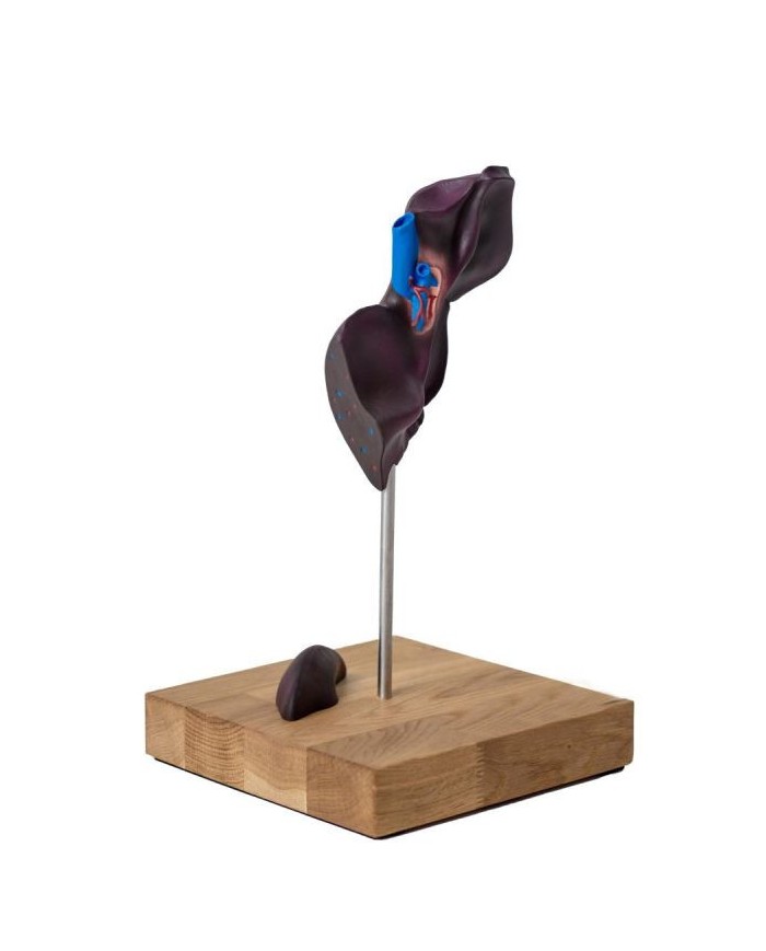 Modello comparativo della struttura del fegato di suini bovini e cavalli E