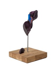 Modello comparativo della struttura del fegato di suini bovini e cavalli E