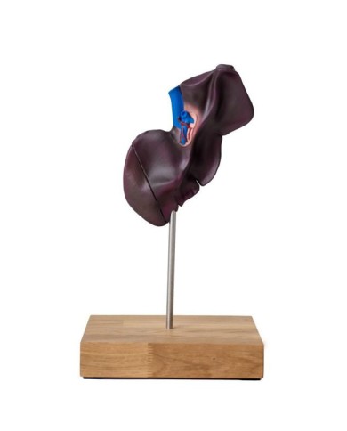 Modello comparativo della struttura del fegato di suini bovini e cavalli E