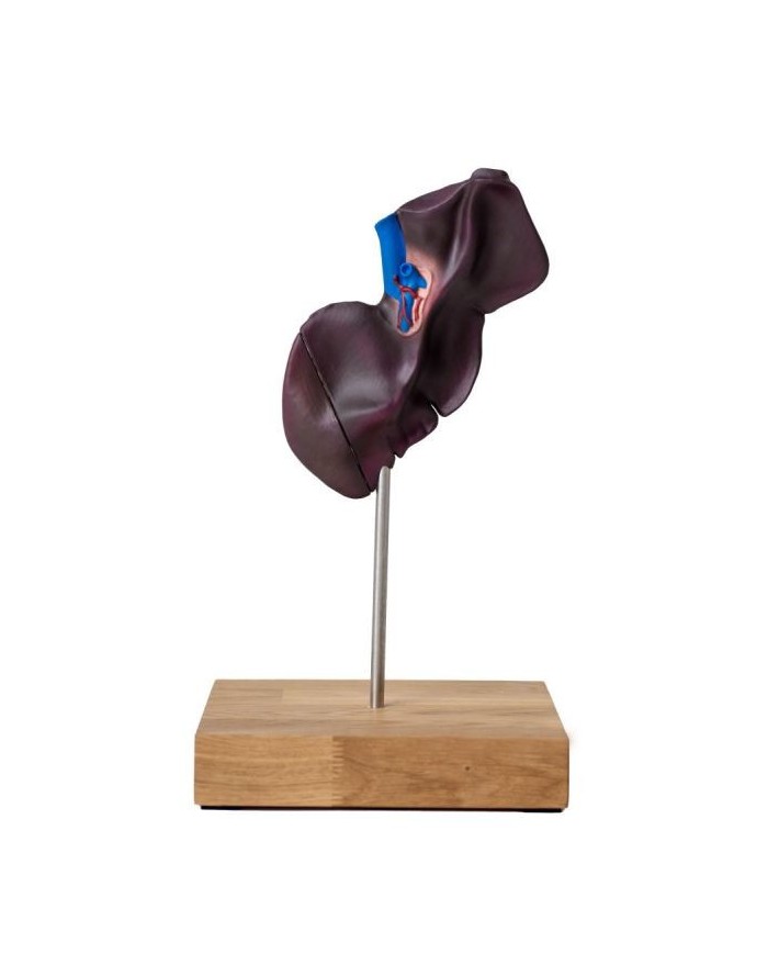 Modello comparativo della struttura del fegato di suini bovini e cavalli E