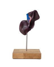 Modello comparativo della struttura del fegato di suini bovini e cavalli E