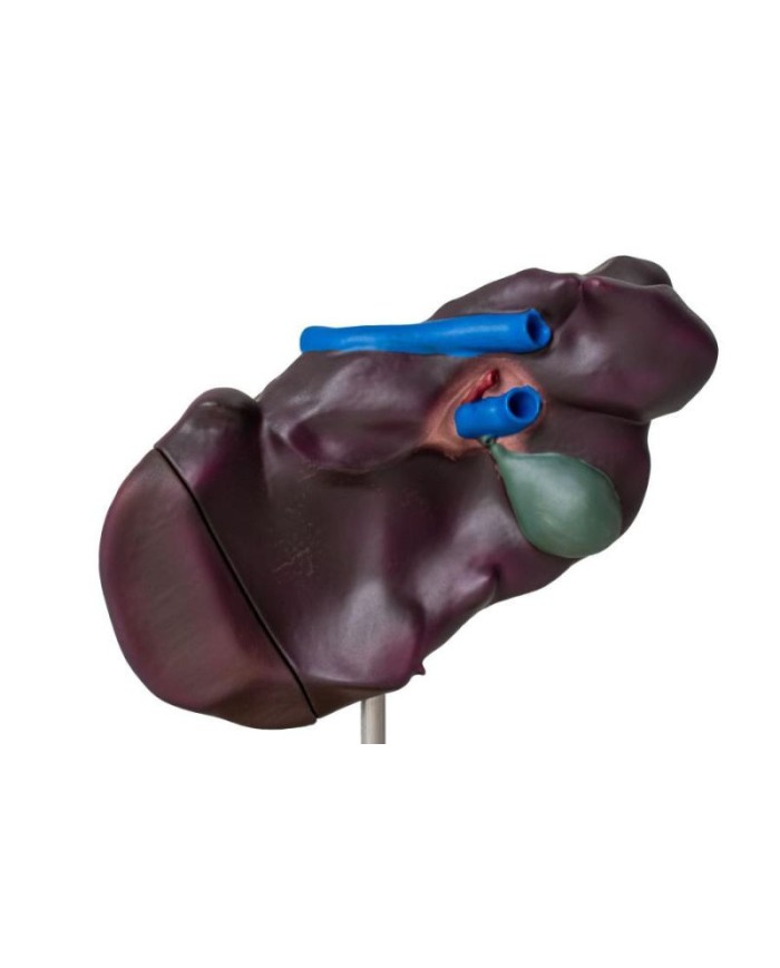 Modello comparativo della struttura del fegato di suini bovini e cavalli E