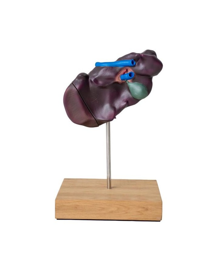 Modello comparativo della struttura del fegato di suini bovini e cavalli E