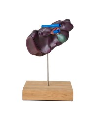 Modello comparativo della struttura del fegato di suini bovini e cavalli E