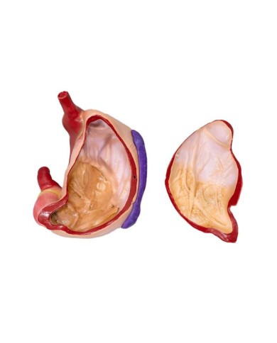 Modello di stomaco di maiale 2 parti 1 3 dimensione naturale Erler Zimmer Modello di stomaco di maiale 2 parti 1 3 dimensione naturale Erler Zimmer