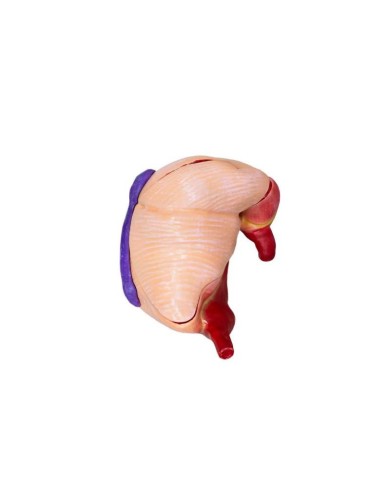 Modello di stomaco di maiale 2 parti 1 3 dimensione naturale Erler Zimmer Modello di stomaco di maiale 2 parti 1 3 dimensione naturale Erler Zimmer