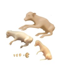 Fasi dello sviluppo del feto bovino 8 modelli Erler Zimmer VET1600