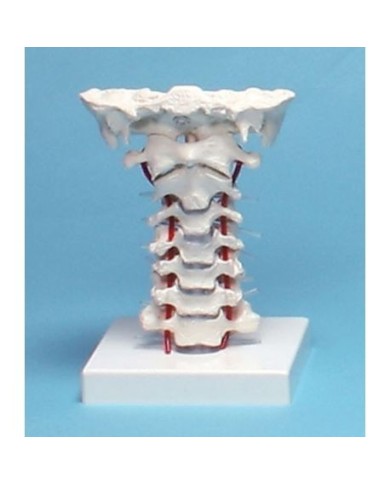 Erler Zimmer, modello anatomico di colonna vertebrale cervicale, su base 4073 Erler Zimmer, modello anatomico di colonna vertebrale cervicale, su base 4073