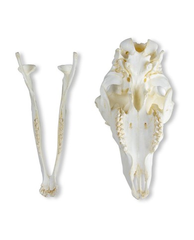 Cranio di pecora domestica femmina Ovis aries Erler Zimmer VET2030 Cranio di pecora domestica femmina Ovis aries Erler Zimmer VET2030