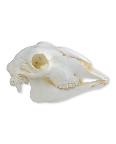 Cranio di pecora domestica femmina Ovis aries Erler Zimmer VET2030 Cranio di pecora domestica femmina Ovis aries Erler Zimmer VET2030