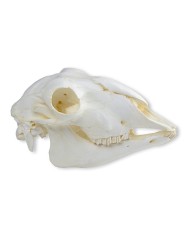 Cranio di pecora domestica femmina Ovis aries Erler Zimmer VET2030 Cranio di pecora domestica femmina Ovis aries Erler Zimmer VET2030