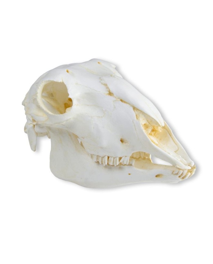 Cranio di pecora domestica femmina Ovis aries Erler Zimmer VET2030 Cranio di pecora domestica femmina Ovis aries Erler Zimmer VET2030