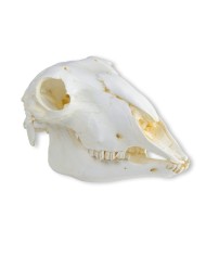 Cranio di pecora domestica femmina Ovis aries Erler Zimmer VET2030 Cranio di pecora domestica femmina Ovis aries Erler Zimmer VET2030