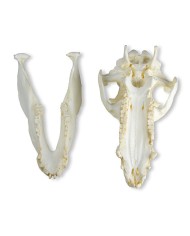 Cranio di maiale domestico Sus scrofa domesticus Erler Zimmer VET2035