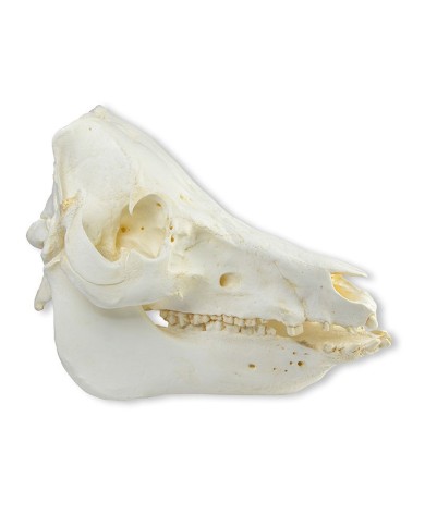 Cranio di maiale domestico Sus scrofa domesticus Erler Zimmer VET2035 Cranio di maiale domestico Sus scrofa domesticus Erler Zimmer VET2035