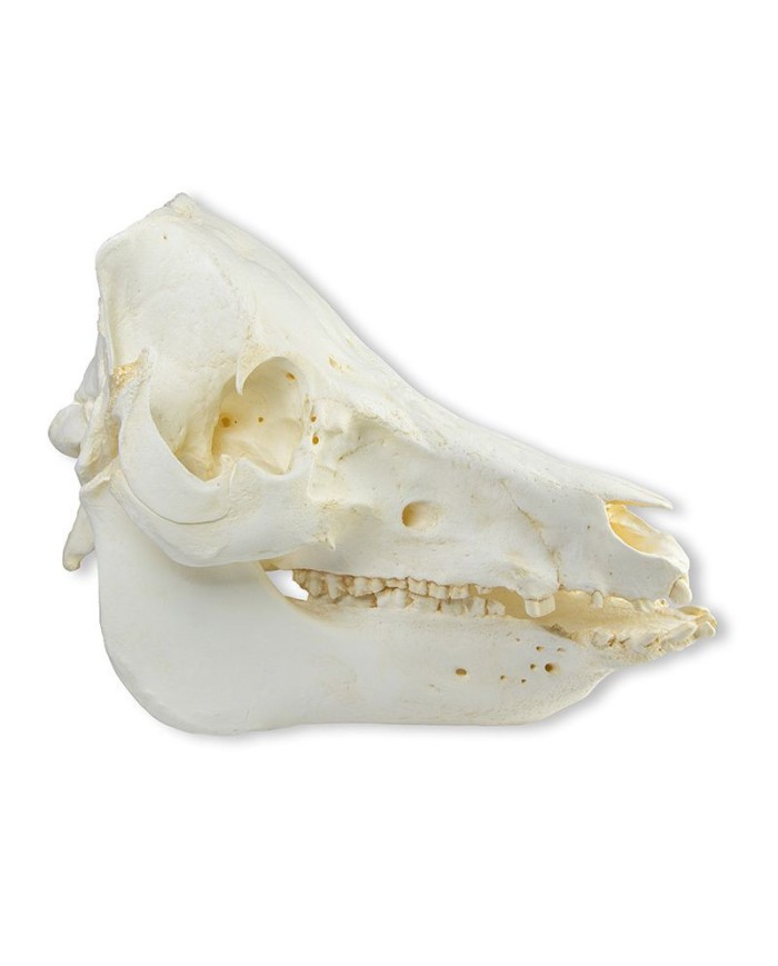 Cranio di maiale domestico Sus scrofa domesticus Erler Zimmer VET2035