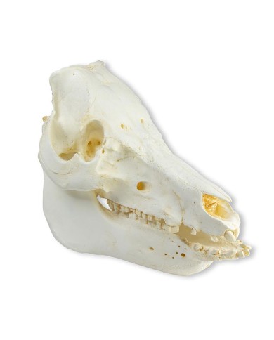 Cranio di maiale domestico Sus scrofa domesticus Erler Zimmer VET2035