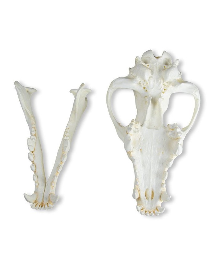 Cranio di Lupo Canis lupus Lupo dell Alaska Erler Zimmer VET2025