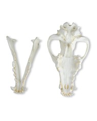 Cranio di Lupo Canis lupus Lupo dell Alaska Erler Zimmer VET2025