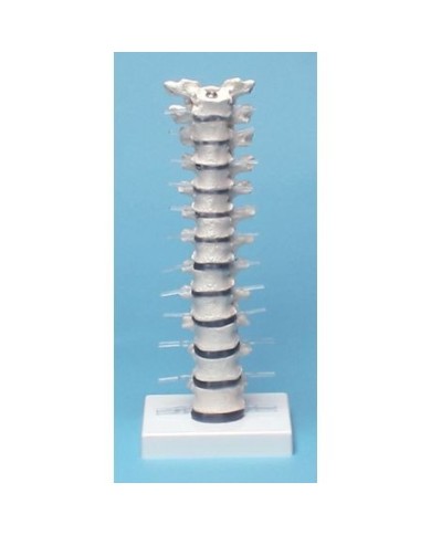 Erler Zimmer, modello anatomico di colonna vertebrale toracica, su stand Erler Zimmer, modello anatomico di colonna vertebrale toracica, su stand