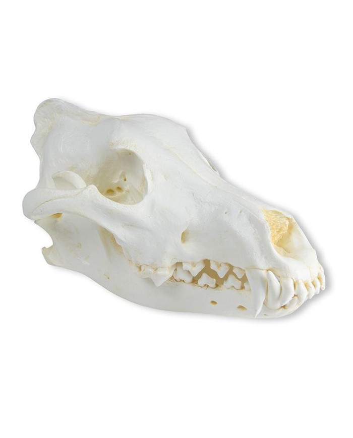 Cranio di Lupo Canis lupus Lupo dell Alaska Erler Zimmer VET2025