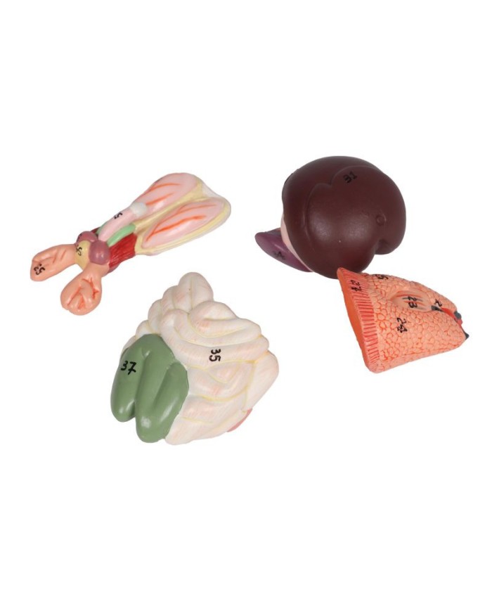 Modello di dissezione del ratto Erler Zimmer VET0821