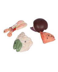 Modello di dissezione del ratto Erler Zimmer VET0821